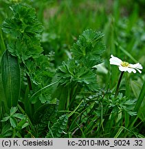 Callianthemum coriandrifolium (rutewnik jaskrowaty)