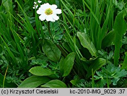 Callianthemum coriandrifolium (rutewnik jaskrowaty)