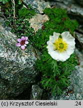 Saxifraga oppositifolia (skalnica naprzeciwlistna)