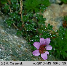 Saxifraga oppositifolia (skalnica naprzeciwlistna)