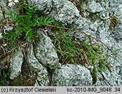 Geum reptans (kuklik rozesłany)