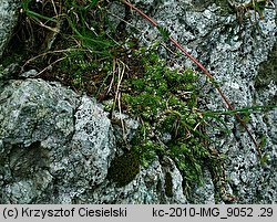 Saxifraga bryoides (skalnica mchowata)