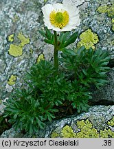 Ranunculus glacialis (jaskier lodnikowy)