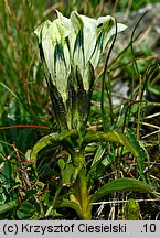 Gentiana frigida (goryczka przeźroczysta)