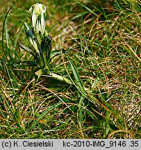 Gentiana frigida (goryczka przeźroczysta)