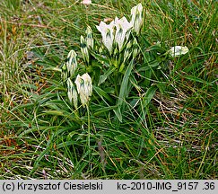 Gentiana frigida (goryczka przeźroczysta)