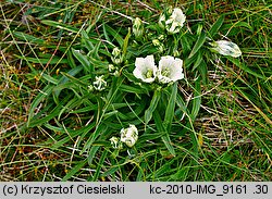 Gentiana frigida (goryczka przeźroczysta)