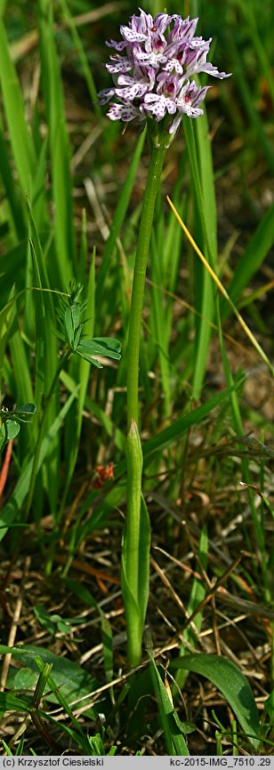 Orchis tridentata (storczyk trójzębny)