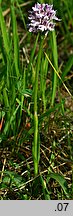 Orchis tridentata (storczyk trójzębny)