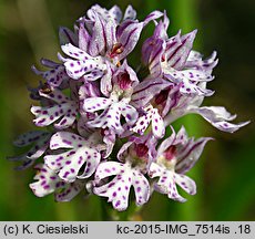 Orchis tridentata (storczyk trójzębny)