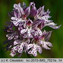 Orchis tridentata (storczyk trójzębny)