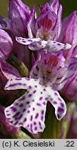 Orchis tridentata (storczyk trójzębny)