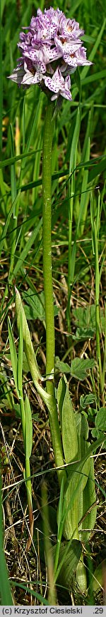 Orchis tridentata (storczyk trójzębny)