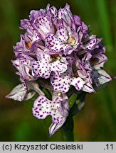 Orchis tridentata (storczyk trójzębny)