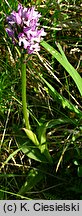 Orchis tridentata (storczyk trójzębny)