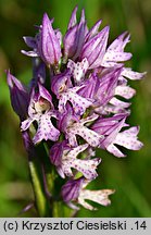 Orchis tridentata (storczyk trójzębny)