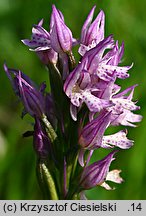 Orchis tridentata (storczyk trójzębny)