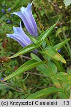 Gentiana asclepiadea