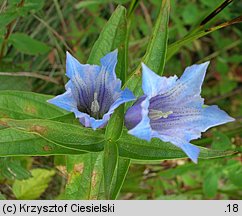 Gentiana asclepiadea