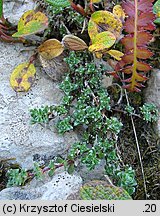 Saxifraga oppositifolia (skalnica naprzeciwlistna)