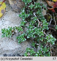 Saxifraga oppositifolia (skalnica naprzeciwlistna)