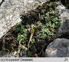 Saxifraga oppositifolia (skalnica naprzeciwlistna)