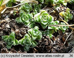 Saxifraga oppositifolia (skalnica naprzeciwlistna)