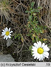 Leucanthemopsis alpina