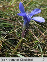 Gentianella ciliata