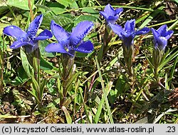 Gentianella ciliata