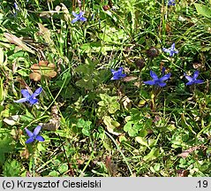 Gentianella ciliata