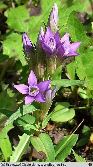 Gentianella lutescens (goryczuszka wczesna)