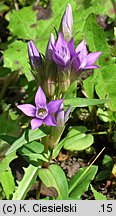 Gentianella lutescens (goryczuszka wczesna)