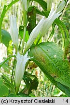 Gentiana asclepiadea