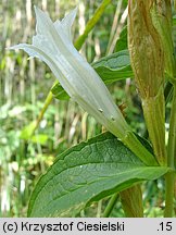 Gentiana asclepiadea