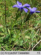 Gentianella ciliata (goryczuszka orzęsiona)