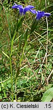 Gentianella ciliata (goryczuszka orzęsiona)