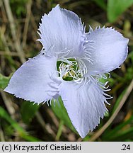 Gentianella ciliata (goryczuszka orzęsiona)