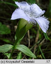 Gentianella ciliata (goryczuszka orzęsiona)