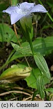 Gentianella ciliata (goryczuszka orzęsiona)