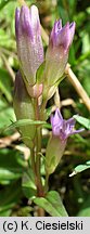 Gentianella amarella