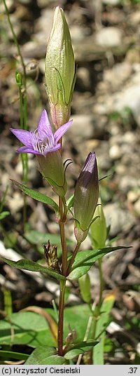 Gentianella amarella