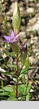 Gentianella amarella