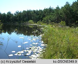 Drosera anglica (rosiczka długolistna)