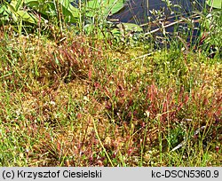 Drosera anglica (rosiczka długolistna)