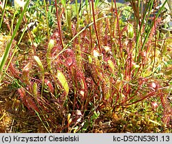 Drosera anglica (rosiczka długolistna)