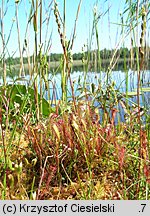 Drosera anglica (rosiczka długolistna)