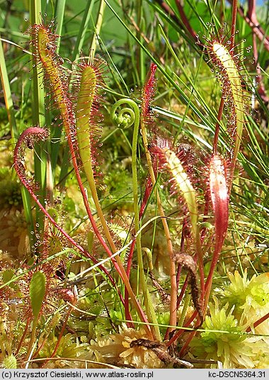 Drosera anglica (rosiczka długolistna)