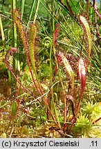 Drosera anglica (rosiczka długolistna)