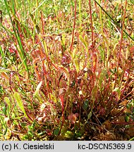 Drosera anglica (rosiczka długolistna)